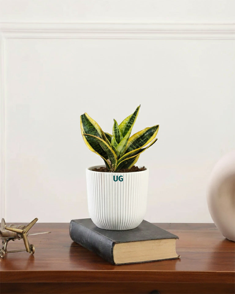 Air Purifying Plant Combo