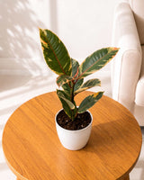 Rubber Plant Variegated in white plastic pot