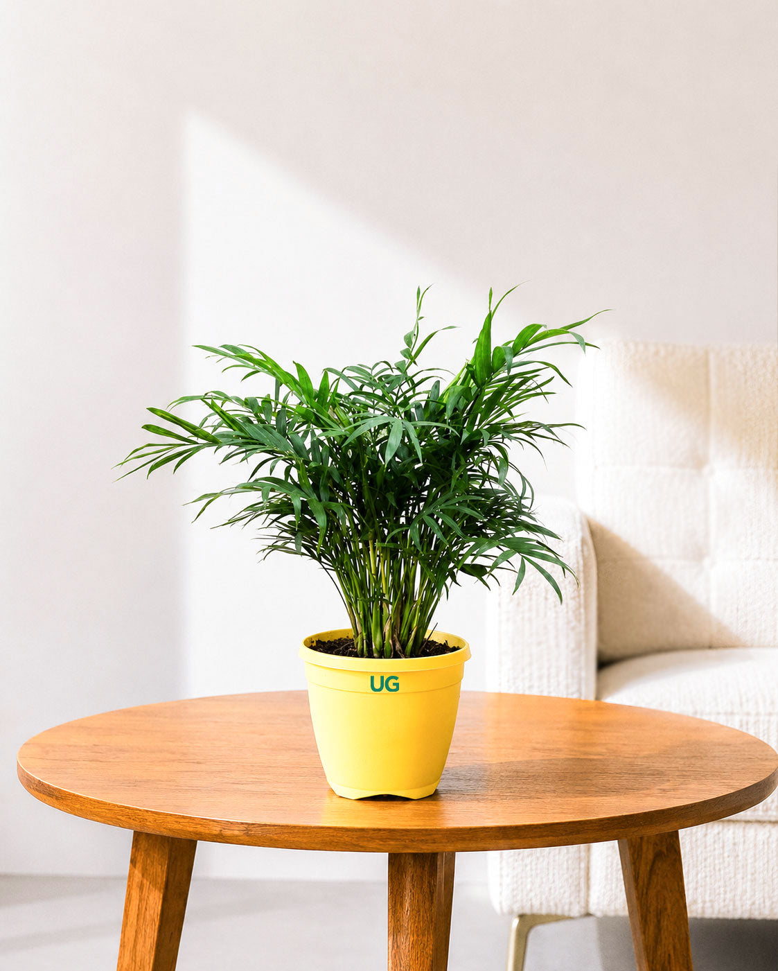 Chamaedorea Elegans Palm Plant