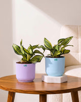 Twist Snake Plant