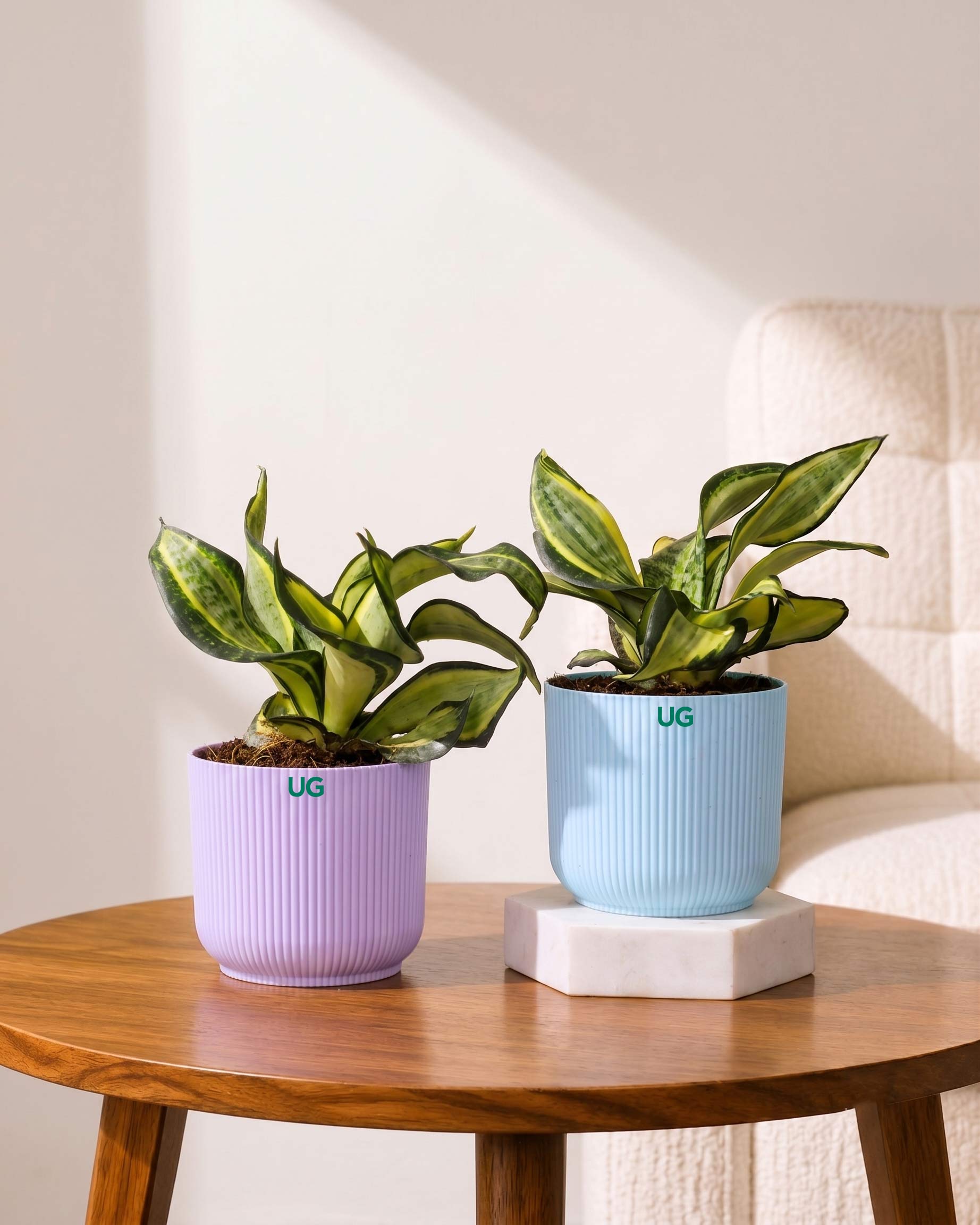 Twist Snake Plant