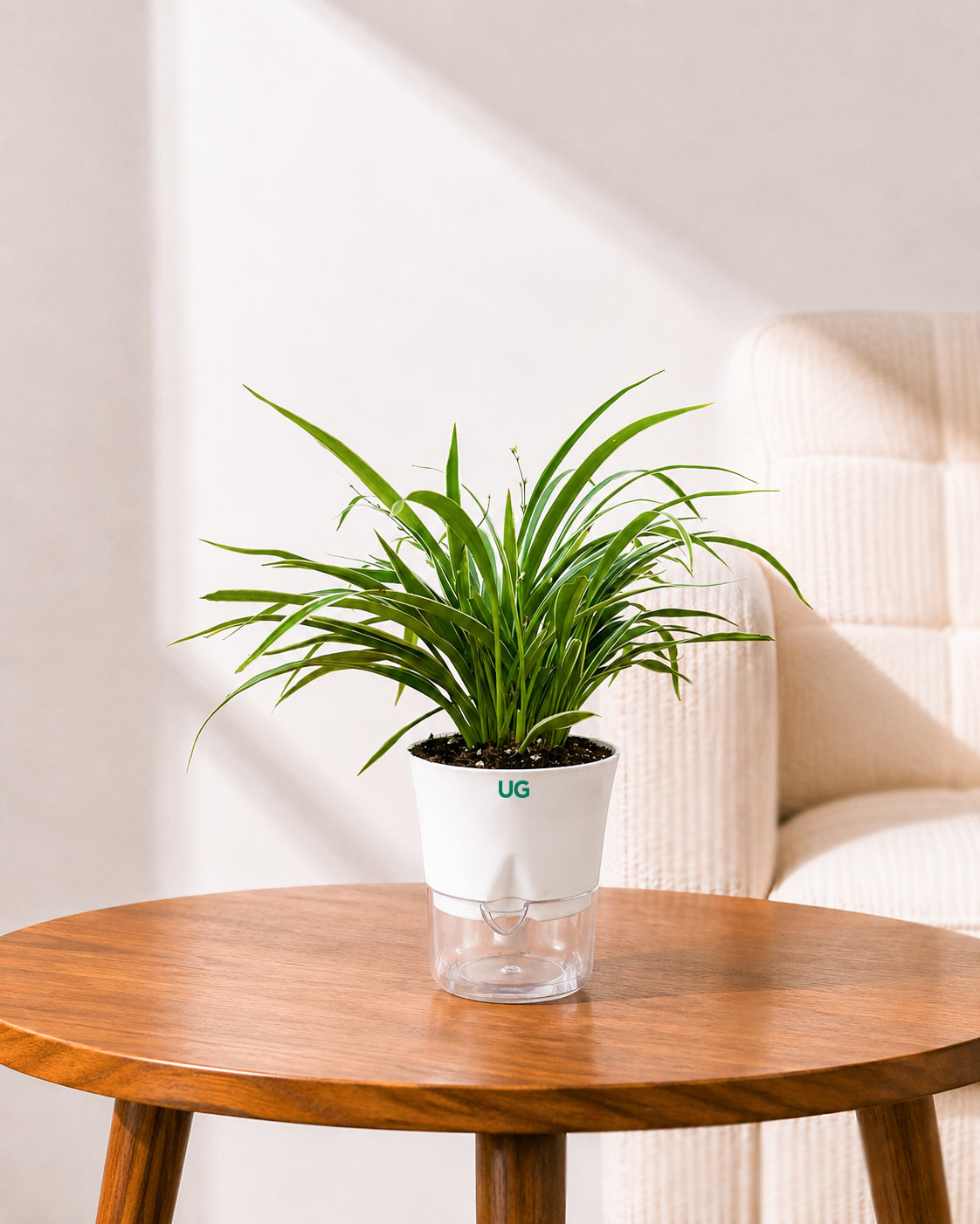 Chlorophytum Dwarf (Spider Plant) in Self Watering Planter