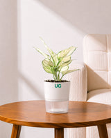 Aglaonema Snow White In Self Watering Pot