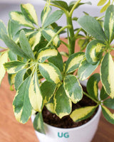 Schefflera Variegated