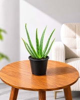 Aloe Vera Plant