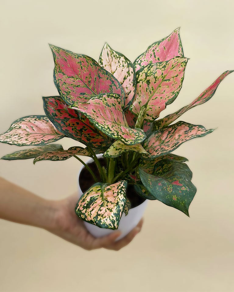 Aglaonema Pink Plant