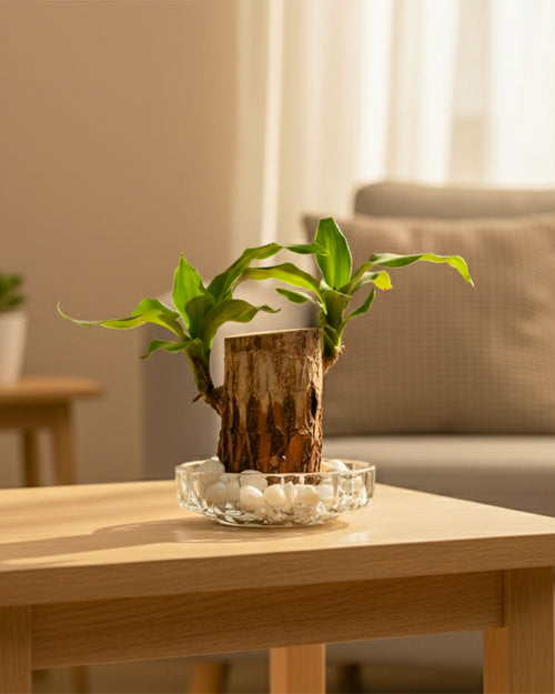 Brazilwood Plant – Dracaena Fragrans