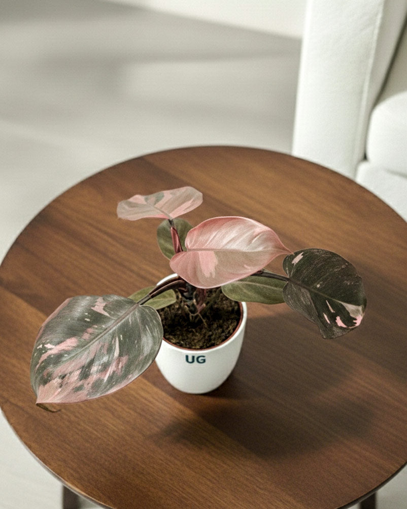 Philodendron Pink Princess Plant