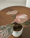 Philodendron Pink Princess Plant