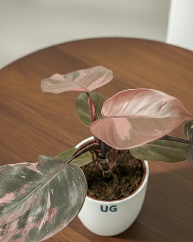 Philodendron Pink Princess Plant