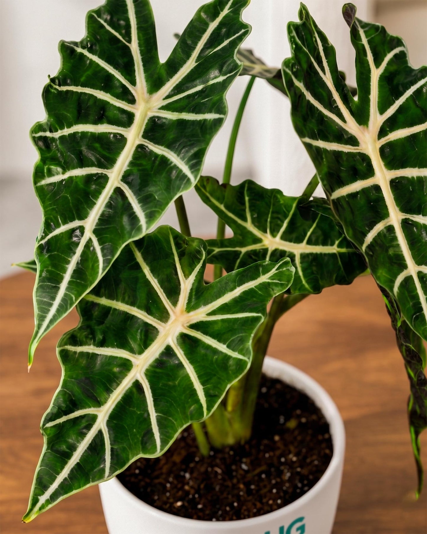 Elephant Ear Alocasia Plant