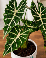 Elephant Ear Alocasia Plant