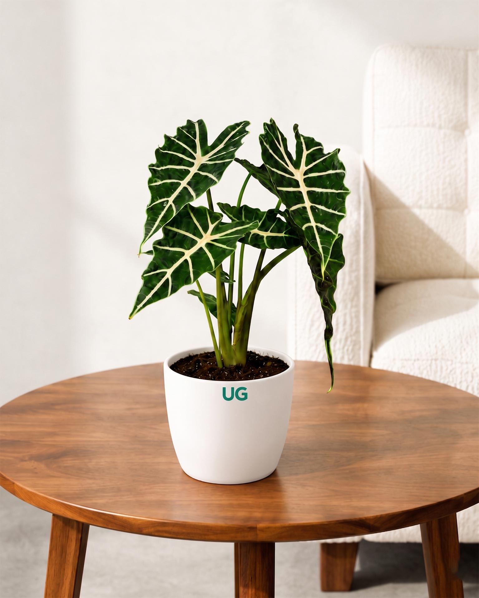 Elephant Ear Alocasia Plant