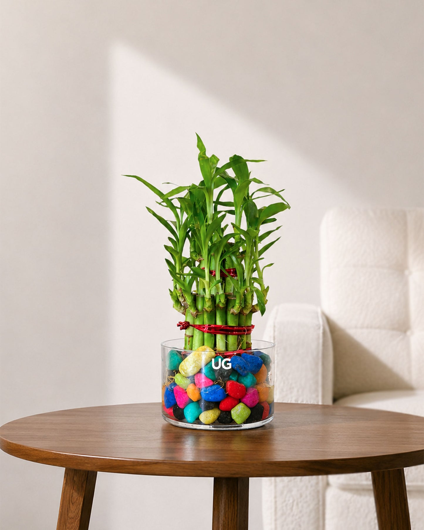 Lucky Bamboo 2 Layer Feng Shui Plant With Acrylic Pot and Stones