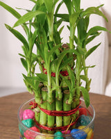 Lucky Bamboo 2 Layer Feng Shui Plant With Acrylic Pot and Stones