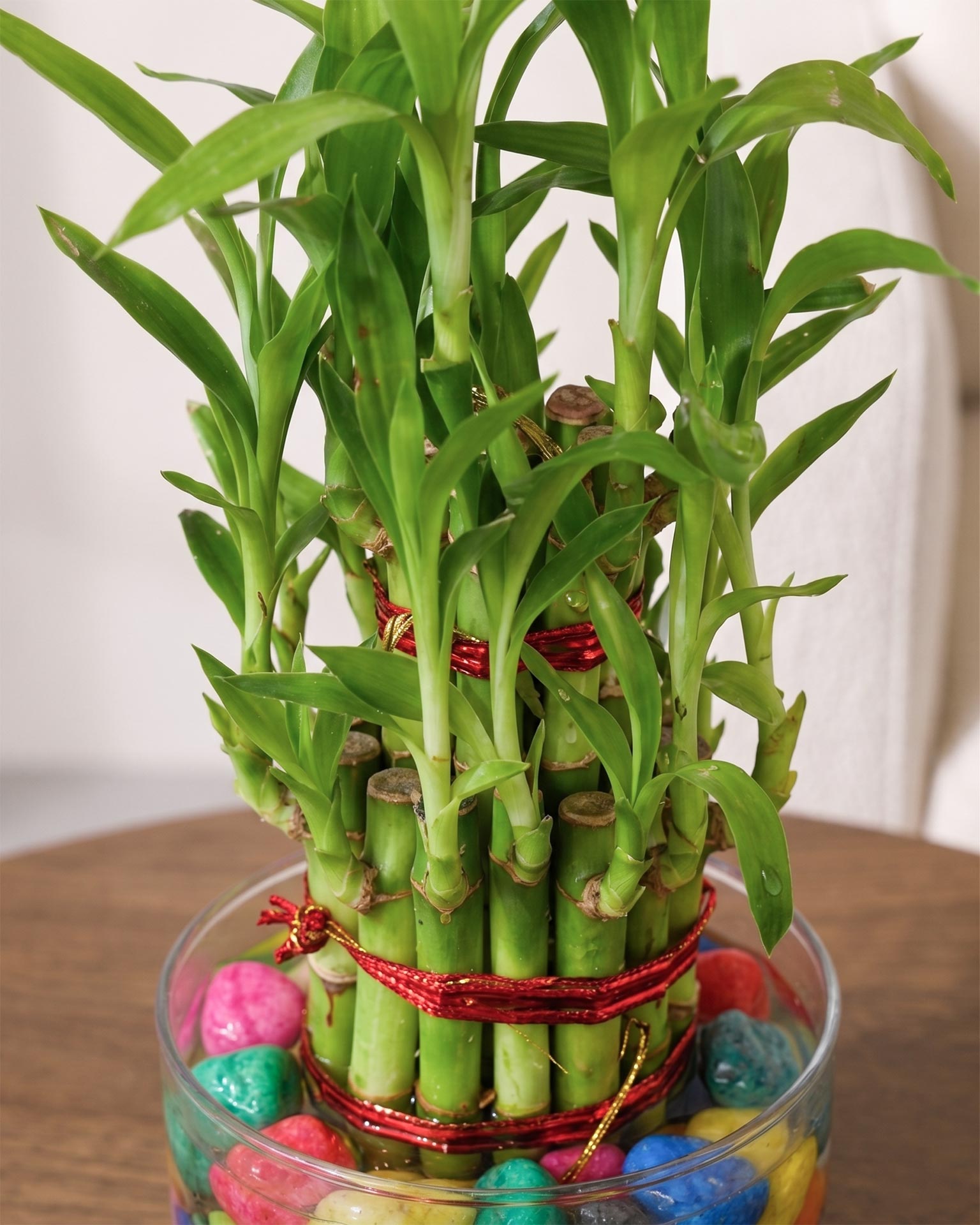 Lucky Bamboo 2 Layer Feng Shui Plant With Acrylic Pot and Stones
