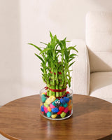 Lucky Bamboo 2 Layer Feng Shui Plant With Acrylic Pot and Stones