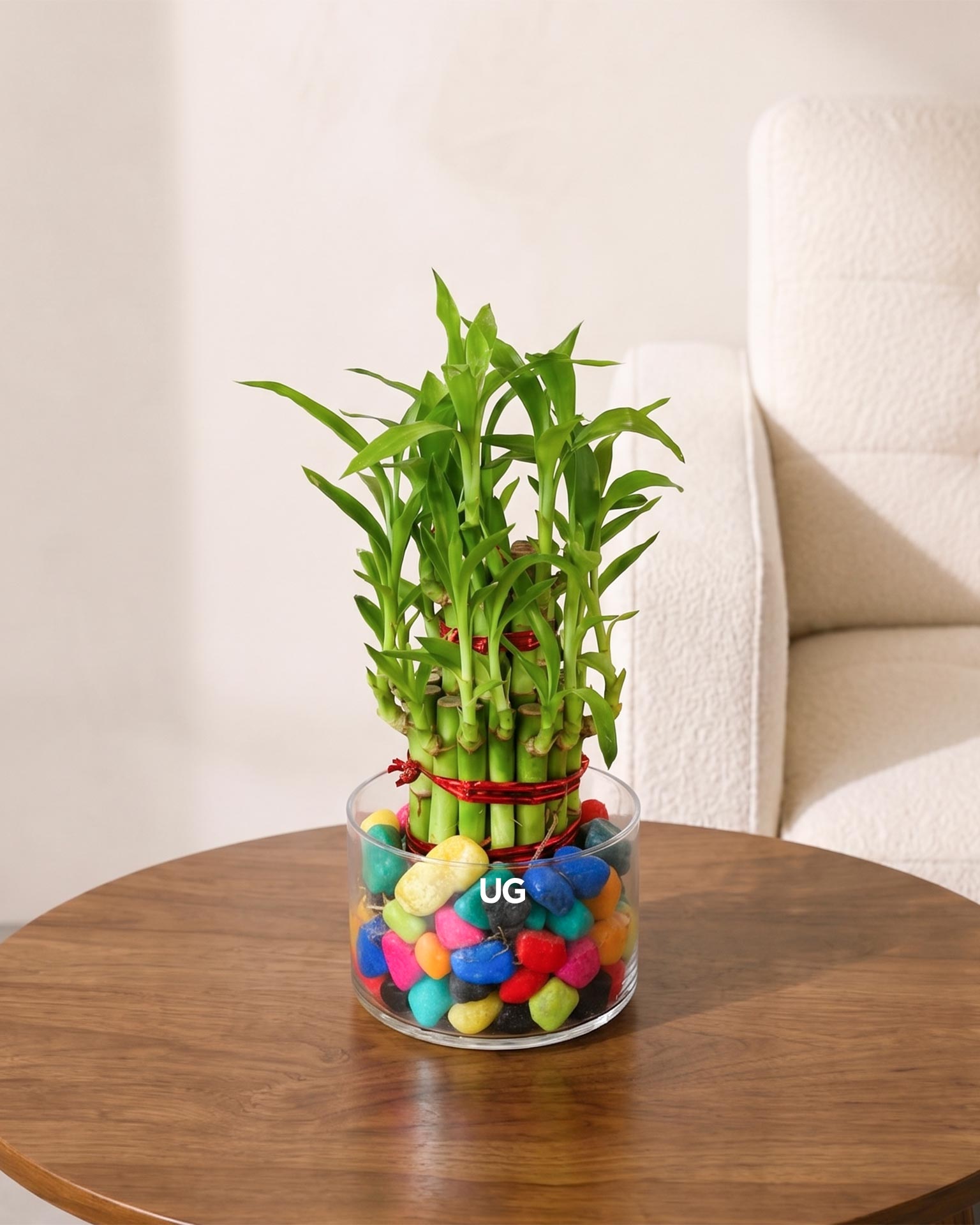 Lucky Bamboo 2 Layer Feng Shui Plant With Acrylic Pot and Stones