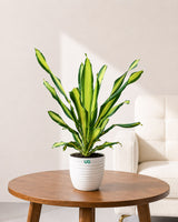 Dracaena Fragrans Plant (Large)