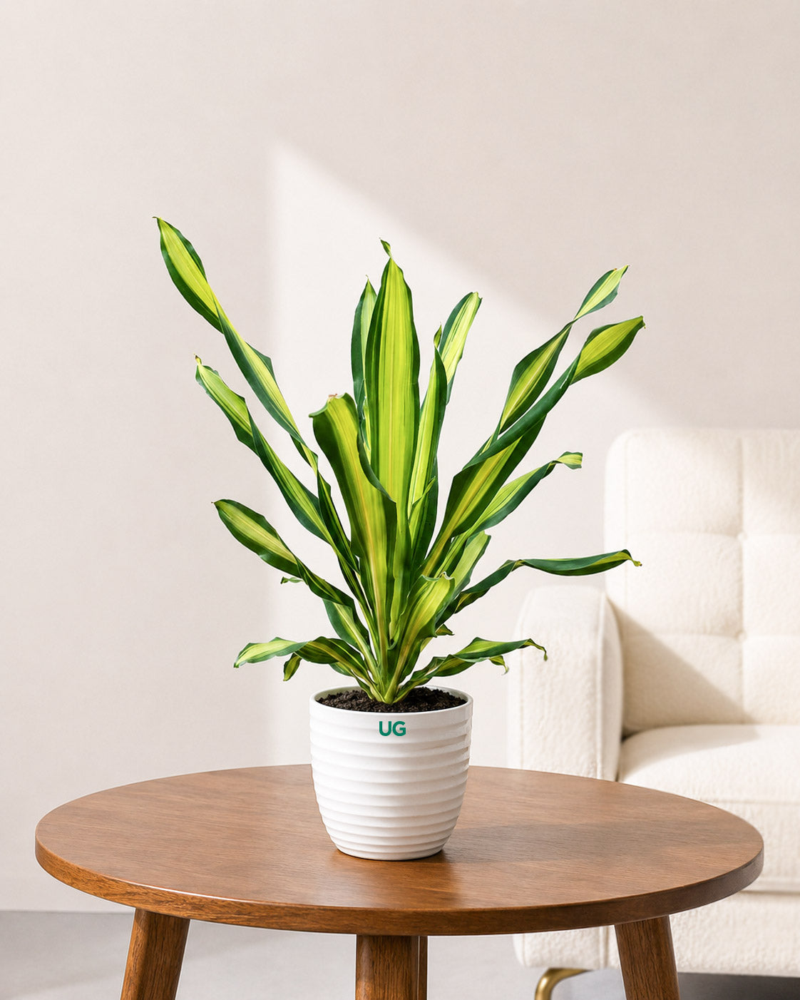 Dracaena Fragrans Plant (Large)