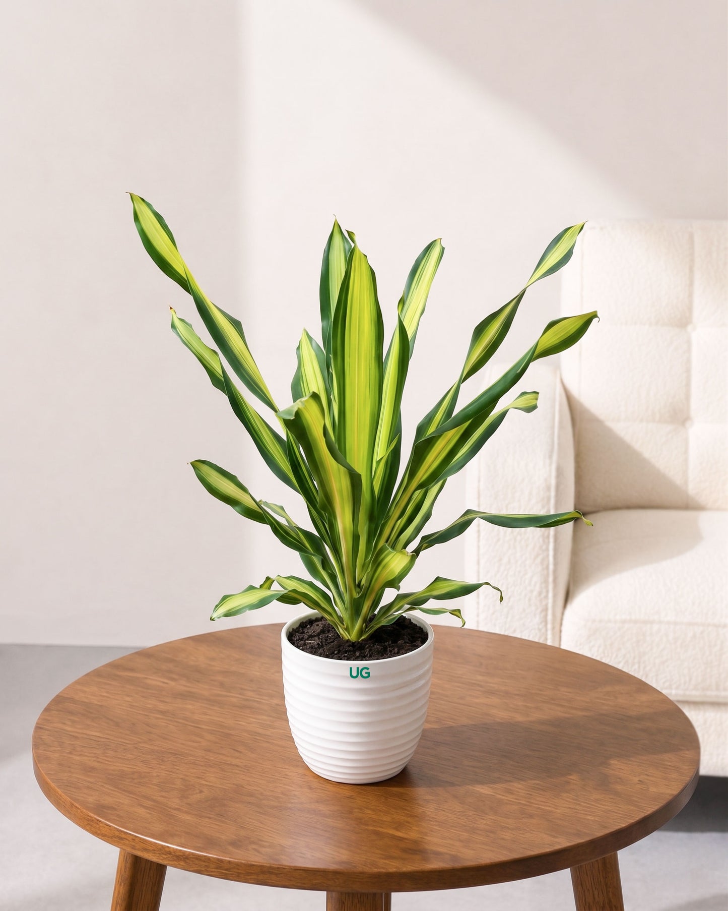 Dracaena Fragrans Plant (Large)