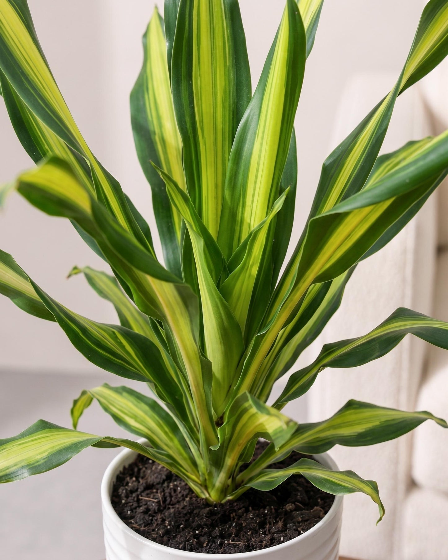 Dracaena Fragrans Plant (Large)