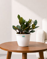 Raven Black ZZ Plant