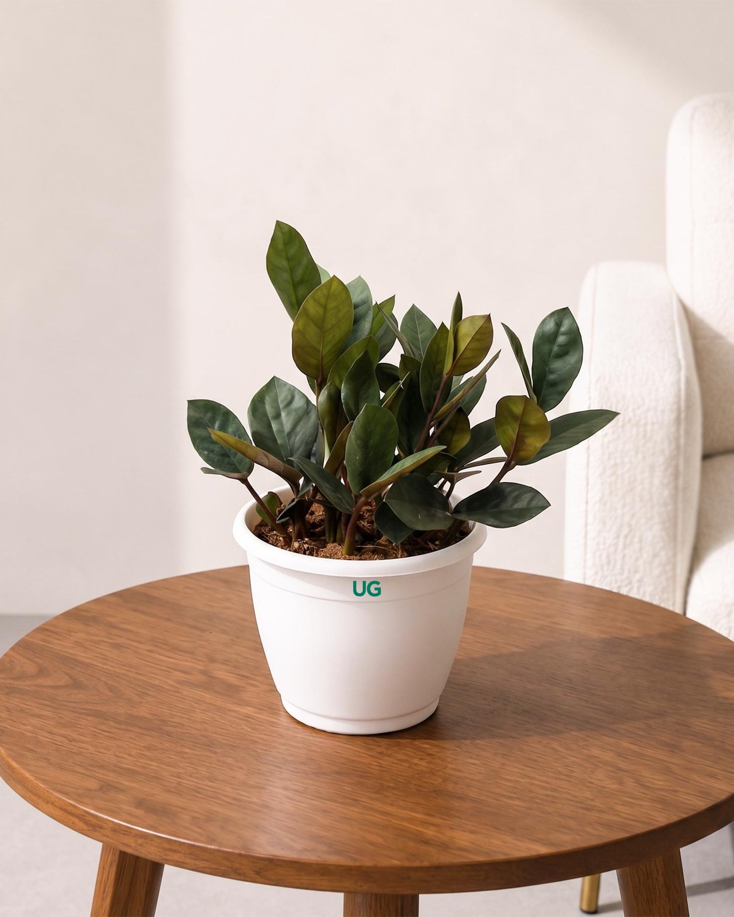 Raven Black ZZ Plant
