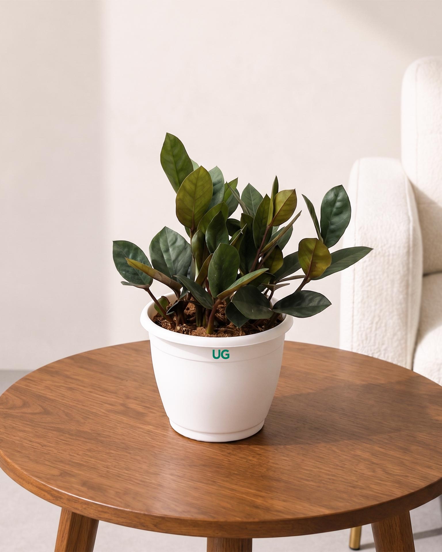 Raven Black ZZ Plant