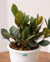 Raven Black ZZ Plant
