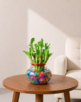 Lucky Bamboo in Round Glass Pot with Hydrogel Beads
