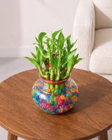 Lucky Bamboo in Round Glass Pot with Hydrogel Beads