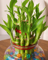 Lucky Bamboo in Round Glass Pot with Hydrogel Beads