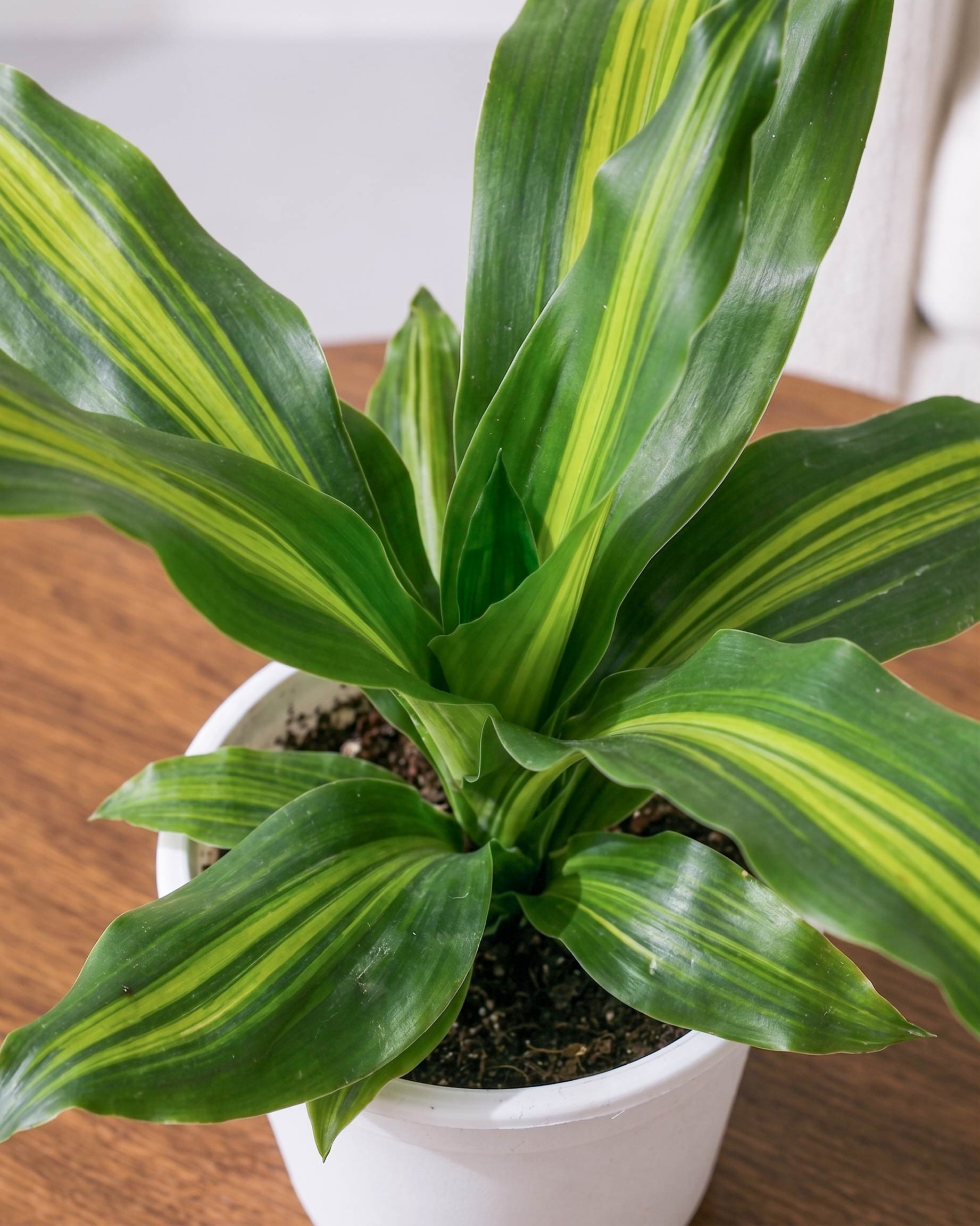 Dracaena Fragrans Plant