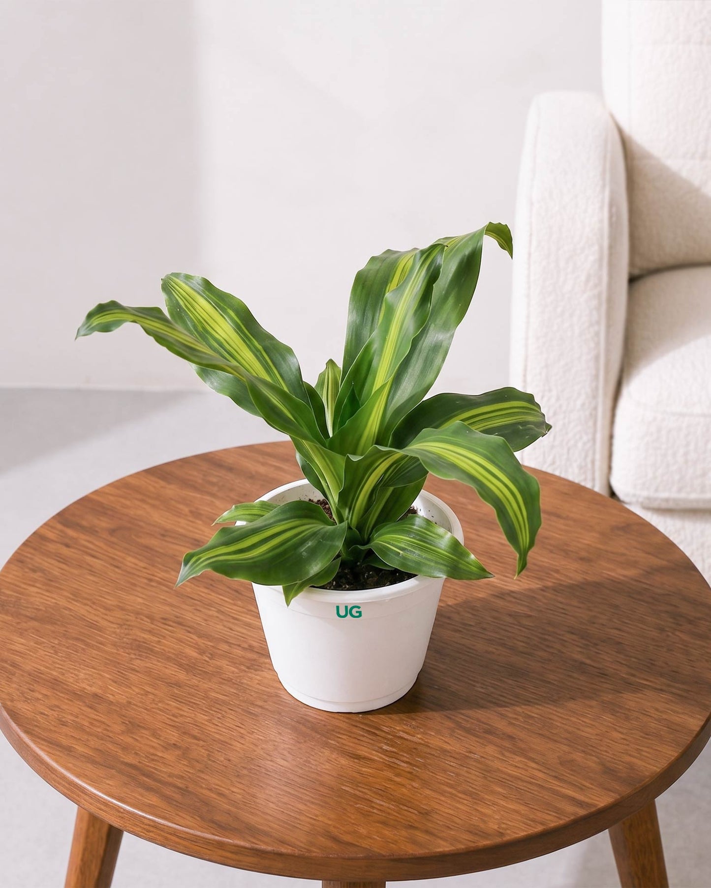 Dracaena Fragrans Plant