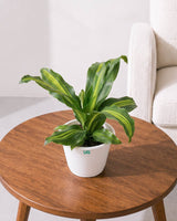 Dracaena Fragrans Plant