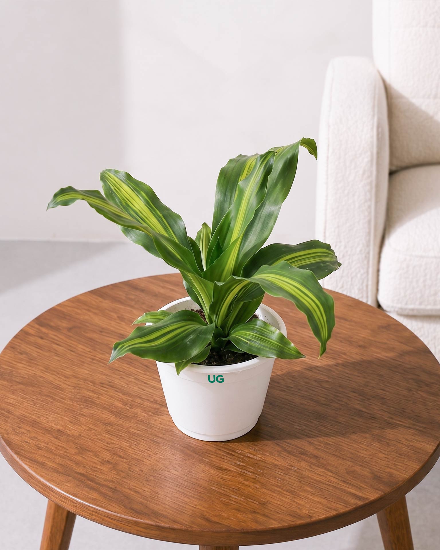 Dracaena Fragrans Plant