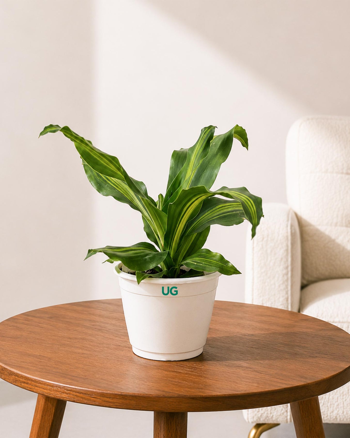 Dracaena Fragrans Plant