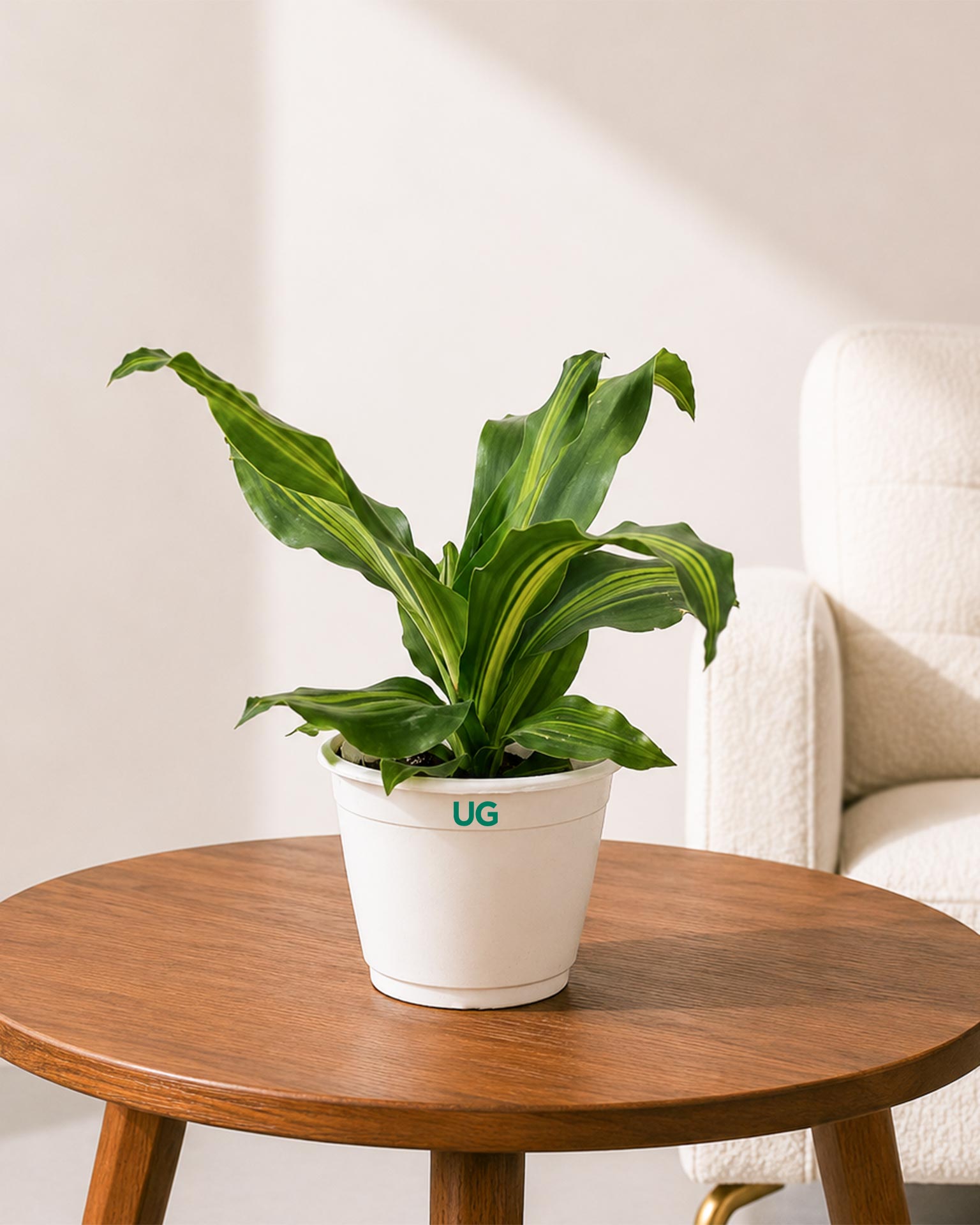 Dracaena Fragrans Plant