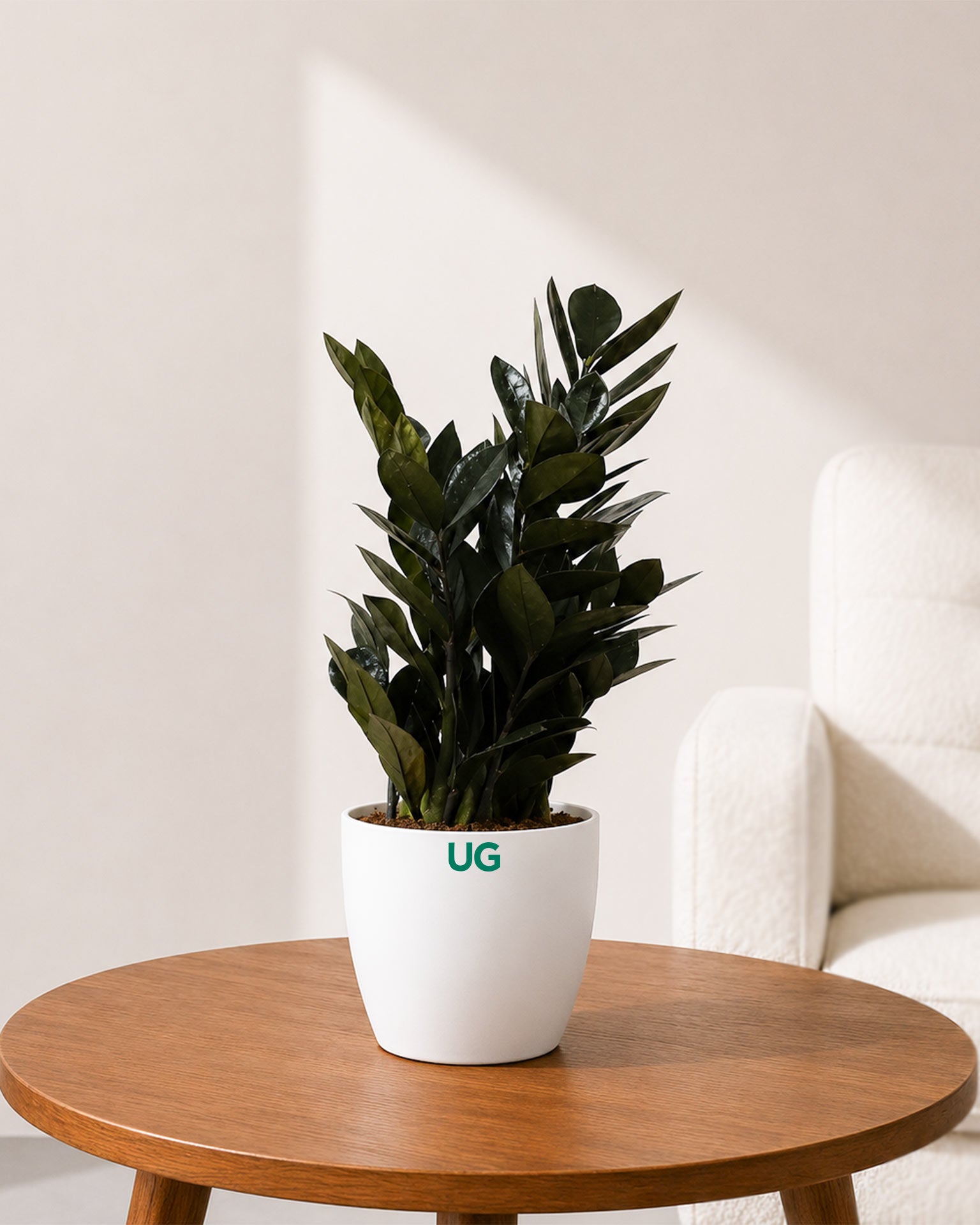 Raven Black ZZ Plant