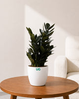 Raven Black ZZ Plant
