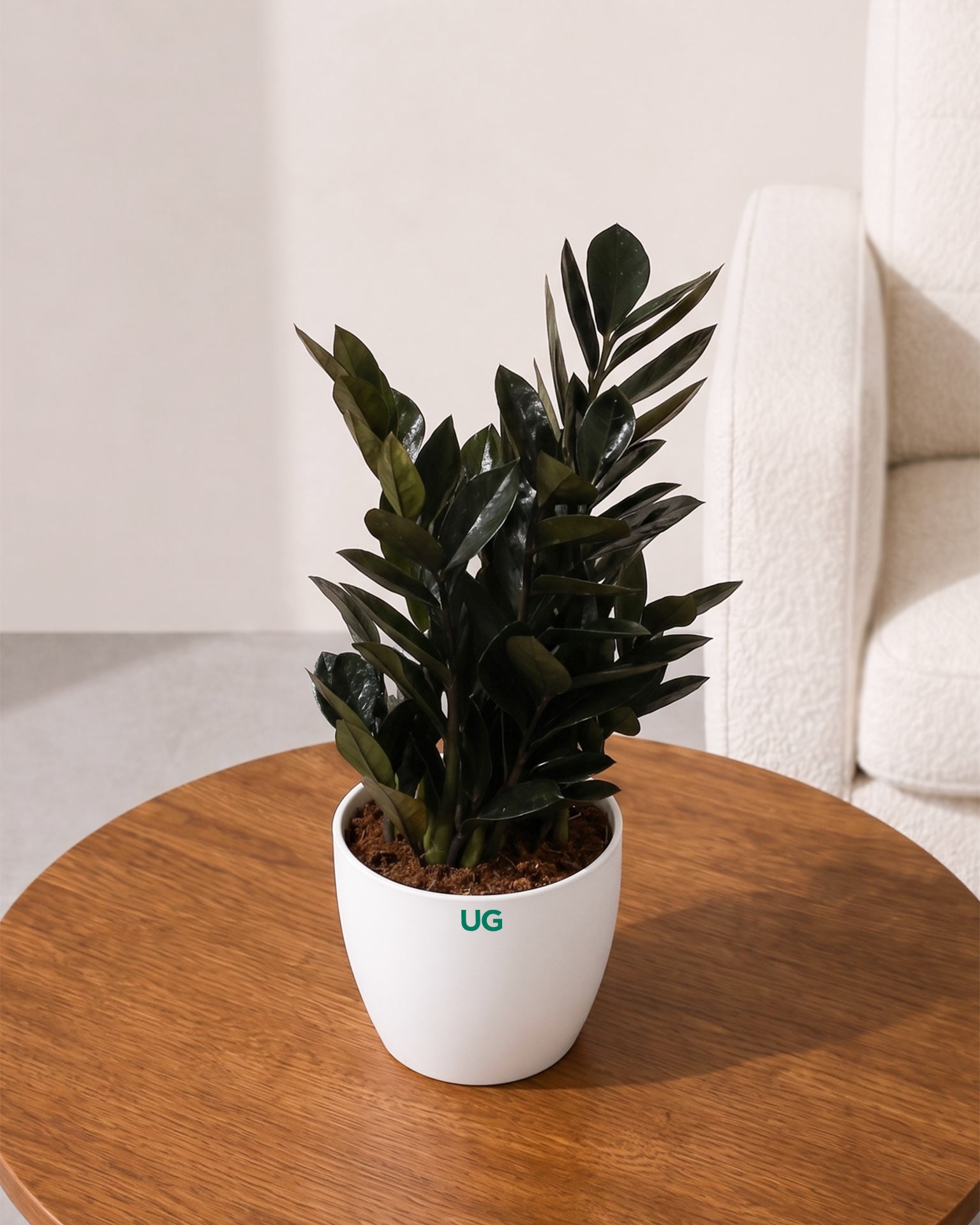 raven zz plant canada Buy Raven Black ZZ Plant