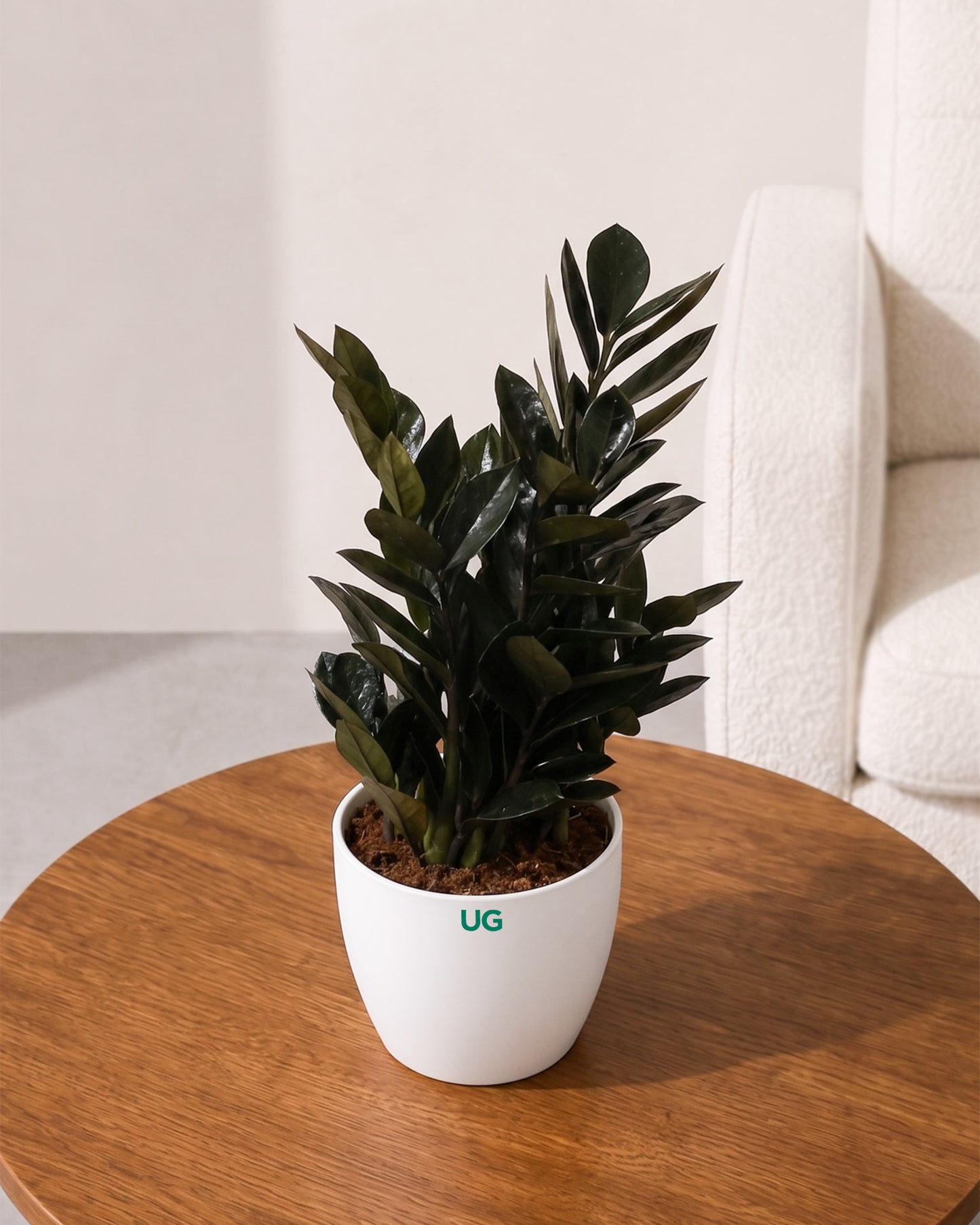 Raven Black ZZ Plant