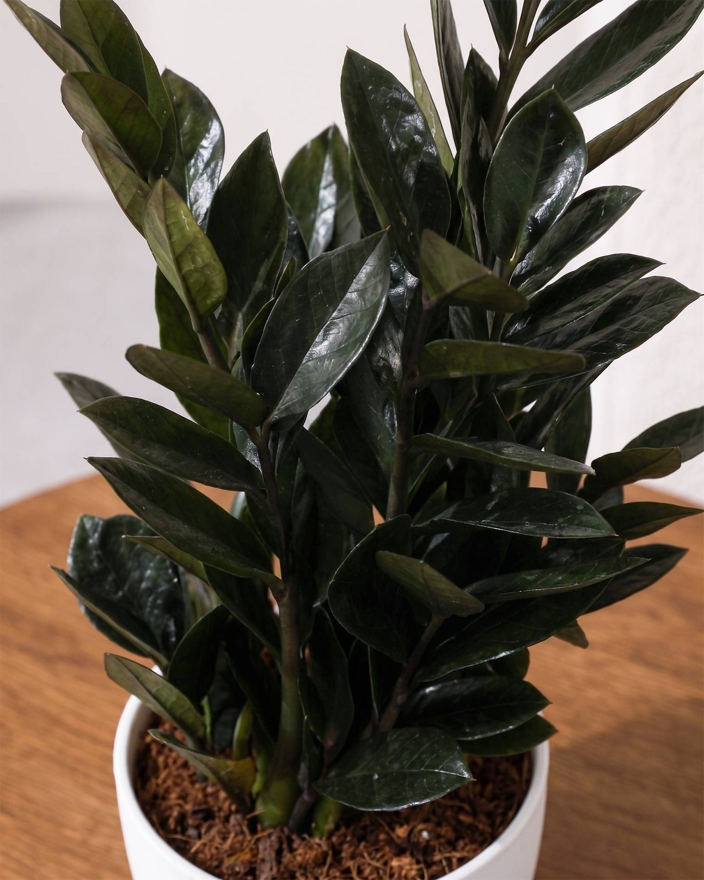 Raven Black ZZ Plant