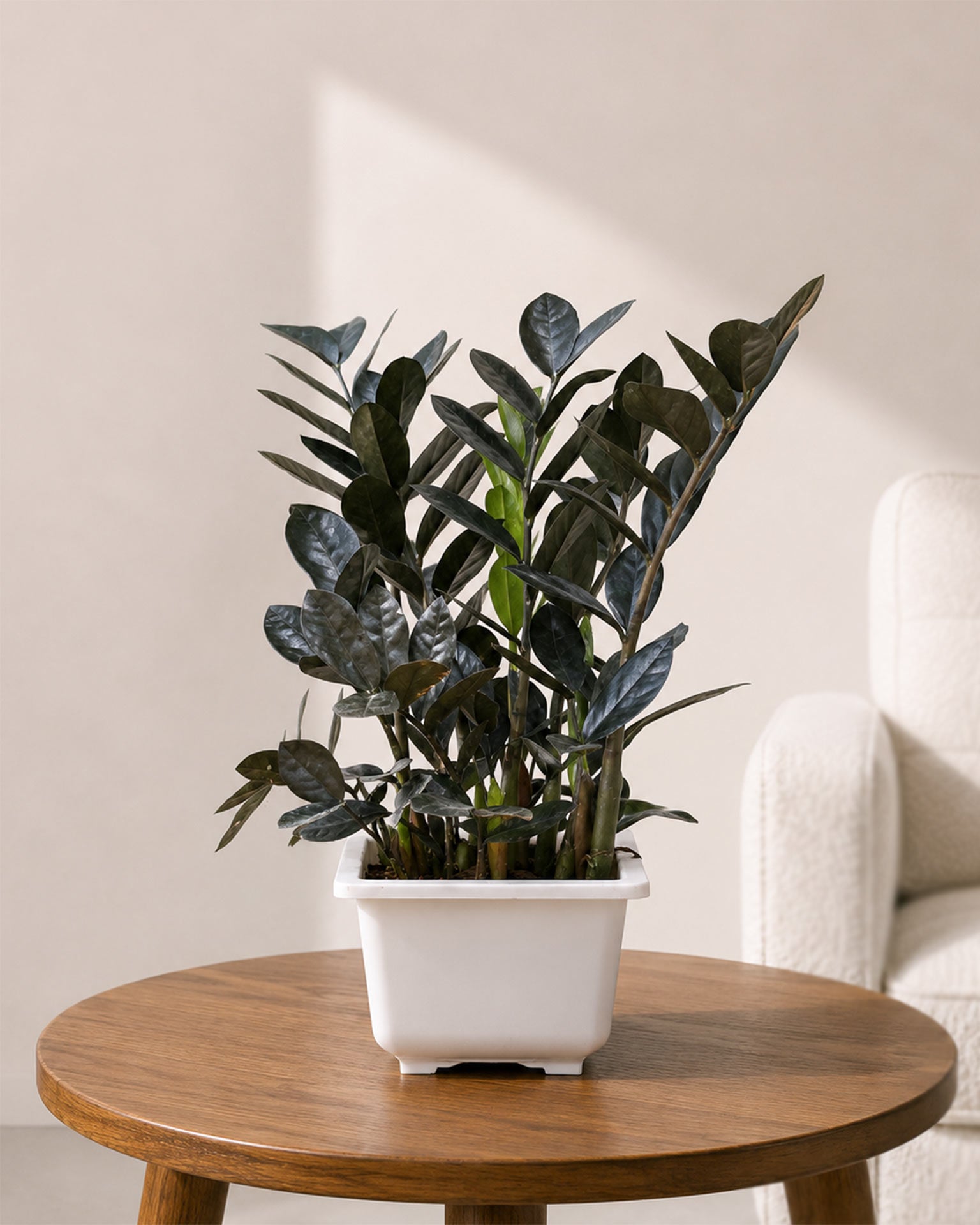 Raven Black ZZ Plant