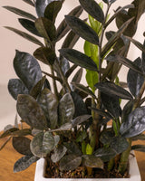 Raven Black ZZ Plant
