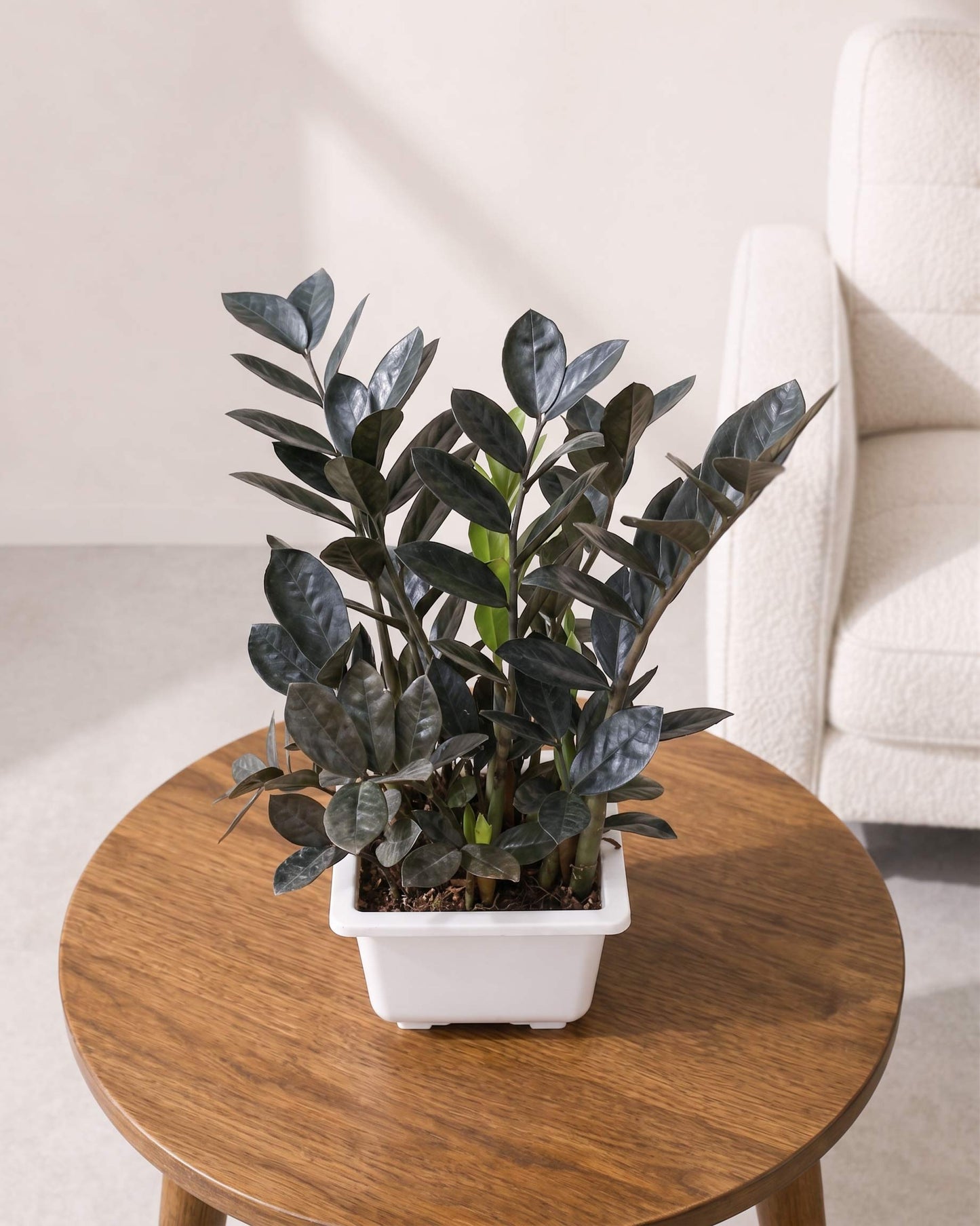 Raven Black ZZ Plant