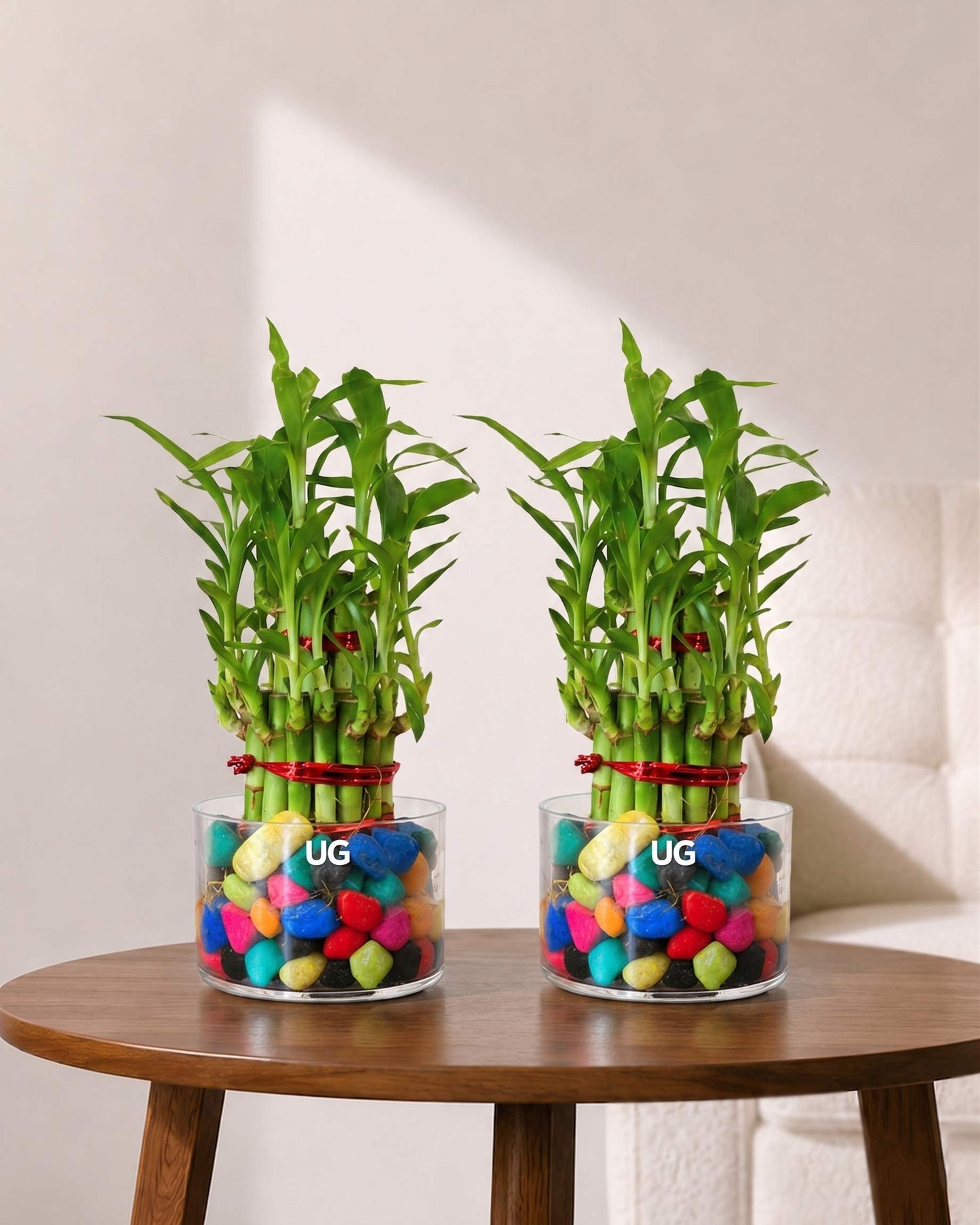 Combo of 2 Layer Lucky Bamboo Feng Shui Plants