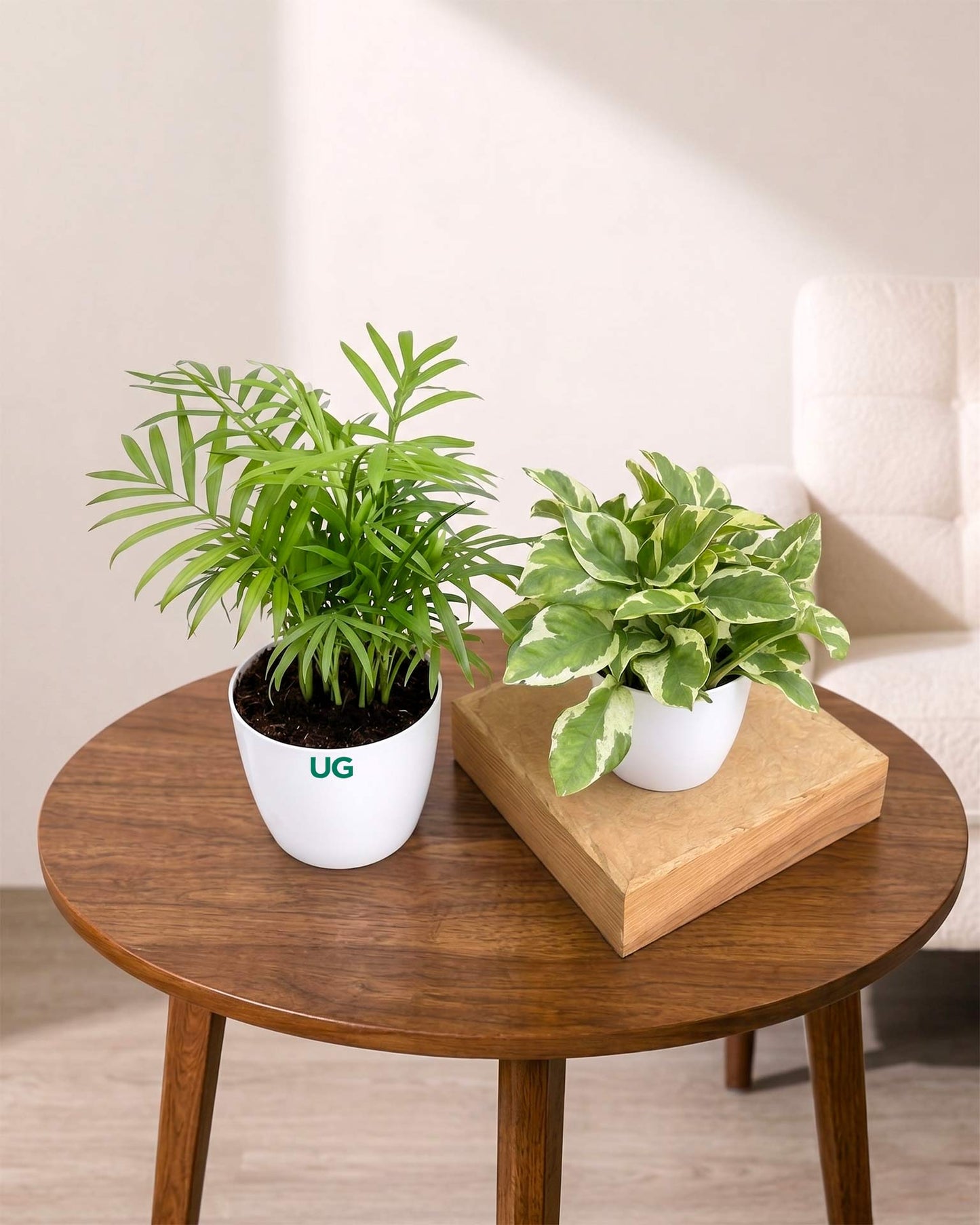 Oxygen Plants Combo