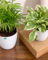 Oxygen Plants Combo